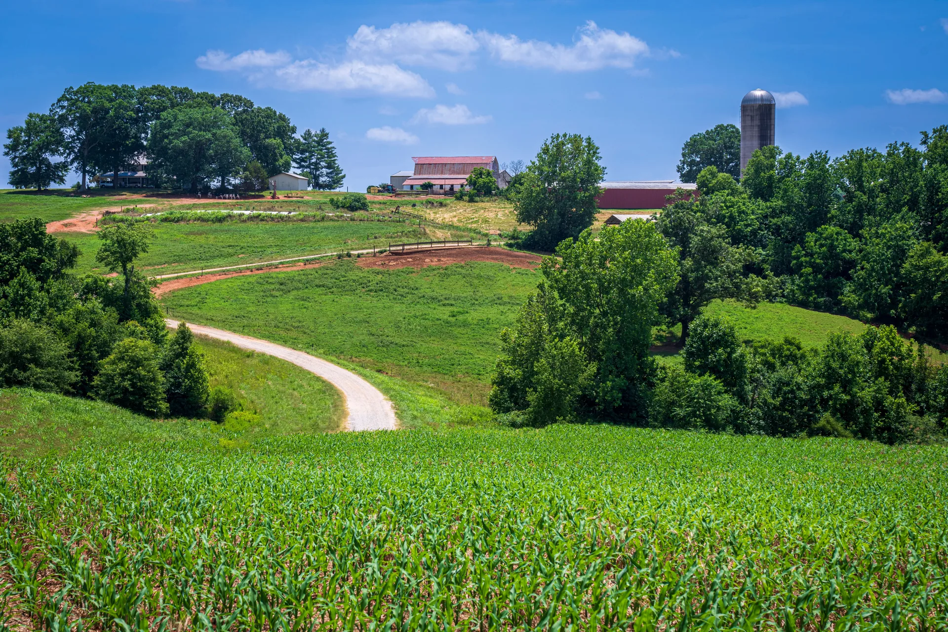 Rolling farmland and a cornfield in North Carolina